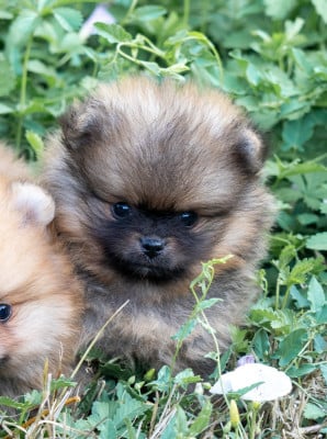 Les chiots de Spitz allemand
