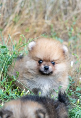 Les chiots de Spitz allemand