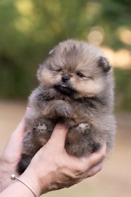 Les chiots de Spitz allemand