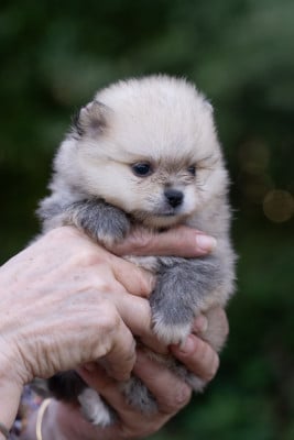 Les chiots de Spitz allemand