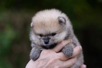 Les chiots de Spitz allemand