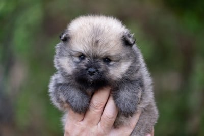 Les chiots de Spitz allemand