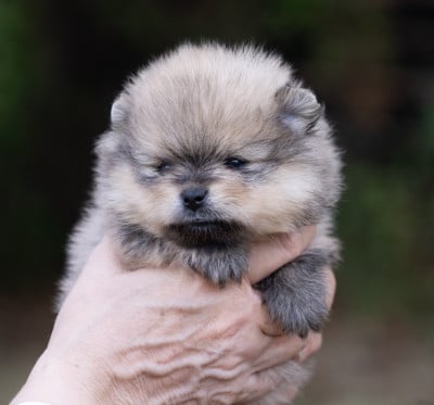Les chiots de Spitz allemand