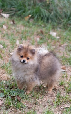 Les chiots de Spitz allemand
