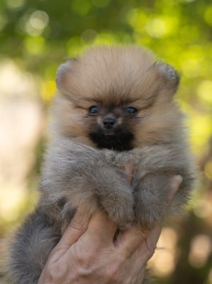 Les chiots de Spitz allemand