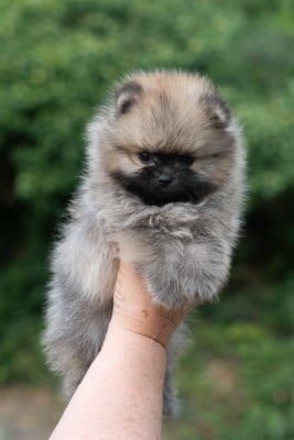 Les chiots de Spitz allemand