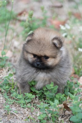 Les chiots de Spitz allemand