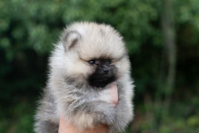 Les chiots de Spitz allemand