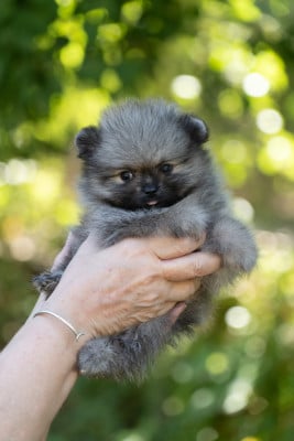 Les chiots de Spitz allemand