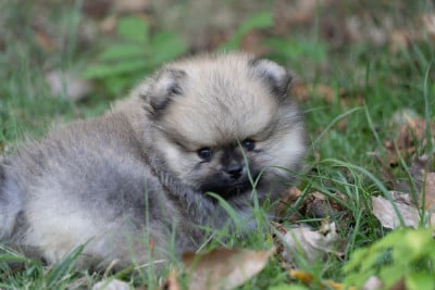 Les chiots de Spitz allemand