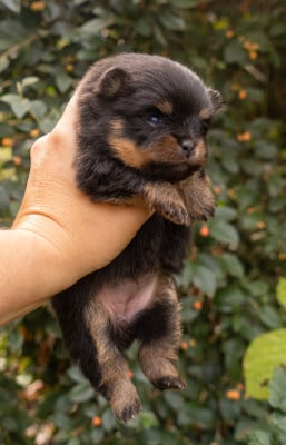Les chiots de Spitz allemand