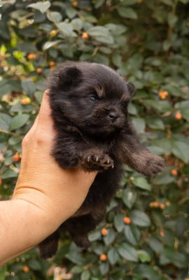 Les chiots de Spitz allemand