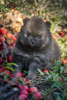 Les chiots de Spitz allemand