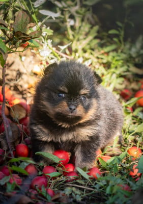 Les chiots de Spitz allemand