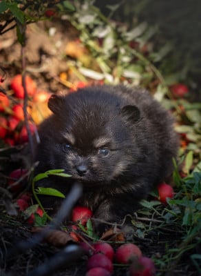Les chiots de Spitz allemand