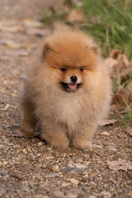 Les chiots de Spitz allemand