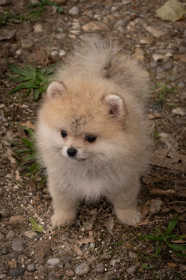 Les chiots de Spitz allemand