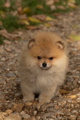 Les chiots de Spitz allemand