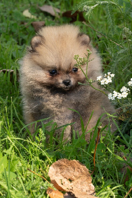 Les chiots de Spitz allemand