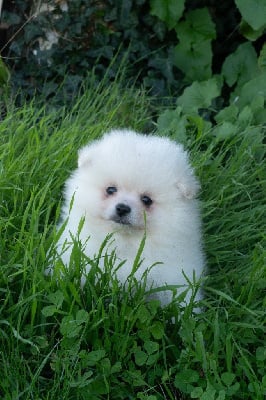 Les chiots de Spitz allemand