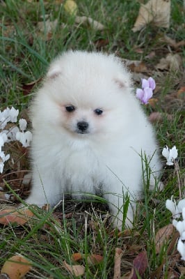 Les chiots de Spitz allemand