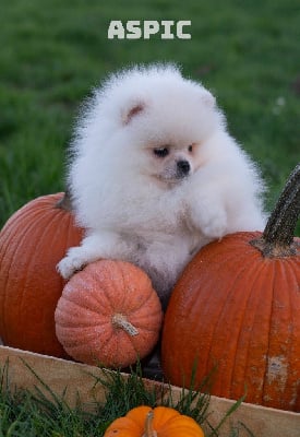 Les chiots de Spitz allemand