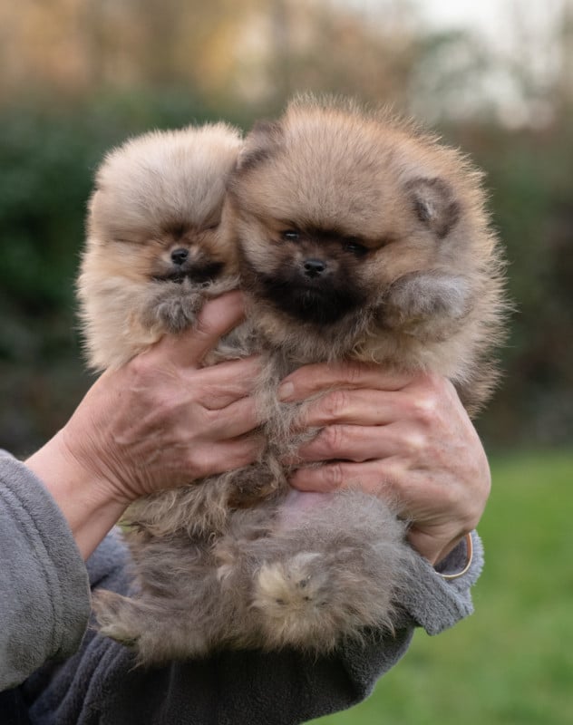 Spitz allemand - Du Domaine Du Prieure De Cayac