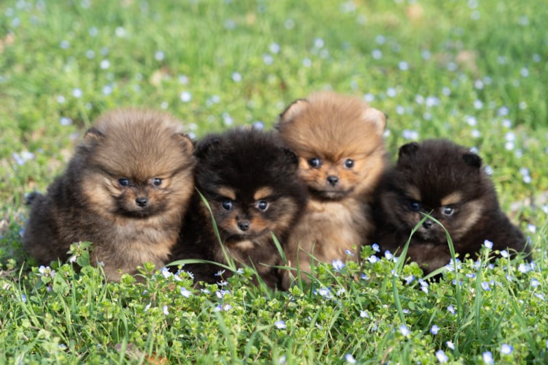 Spitz allemand - Du Domaine Du Prieure De Cayac