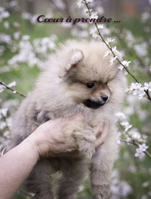 Spitz allemand - Du Domaine Du Prieure De Cayac