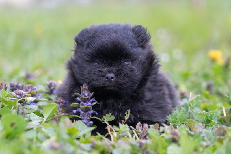 Spitz allemand - Du Domaine Du Prieure De Cayac