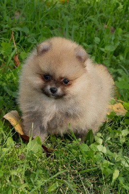 Voici une bien jolie naine dans le genre miniature. Elle est vraiment blonde comme les blés et possède un tempérament très doux, un peu plus calme que celui de ses s?urs. 
Laissez vous tenter!