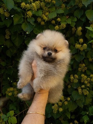 Voici un jolie louloute naine et très très, mais alors très gentille. Elle est d?un sable parfaitement uni et possède une jolie fourrure bien fournie!