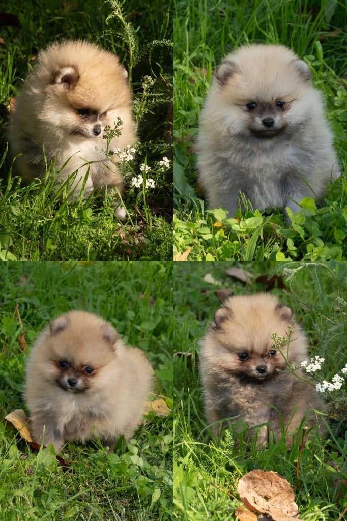 Spitz allemand - Du Domaine Du Prieure De Cayac