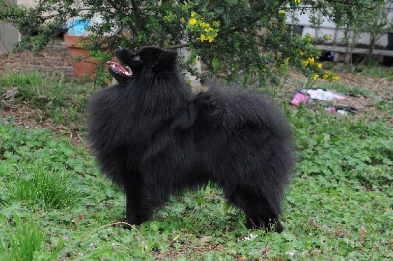 CH. Jonnhy be god Du Domaine Du Prieure De Cayac - 1 ER EXCELLENT - CACS - CACIB - Meilleur de Race