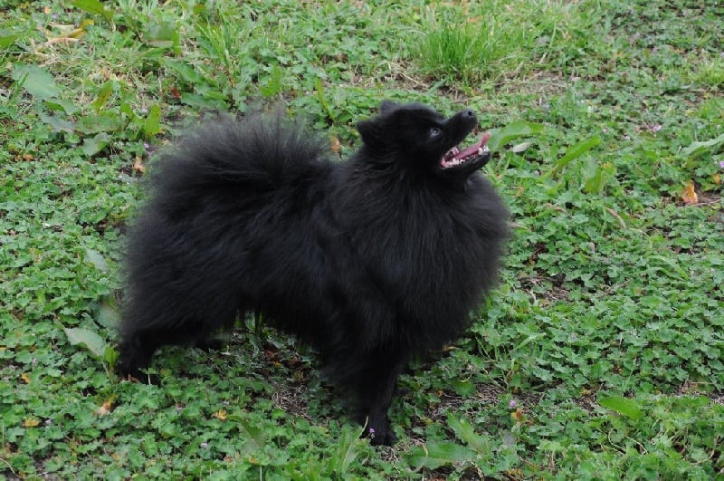 CH. Jonnhy be god Du Domaine Du Prieure De Cayac - 1 er EXCELLENT - CACS