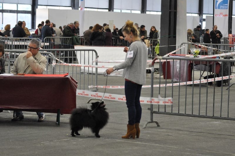 CH. Jonnhy be god Du Domaine Du Prieure De Cayac - 1 er EXCELLENT - CACS - Meilleur de Race