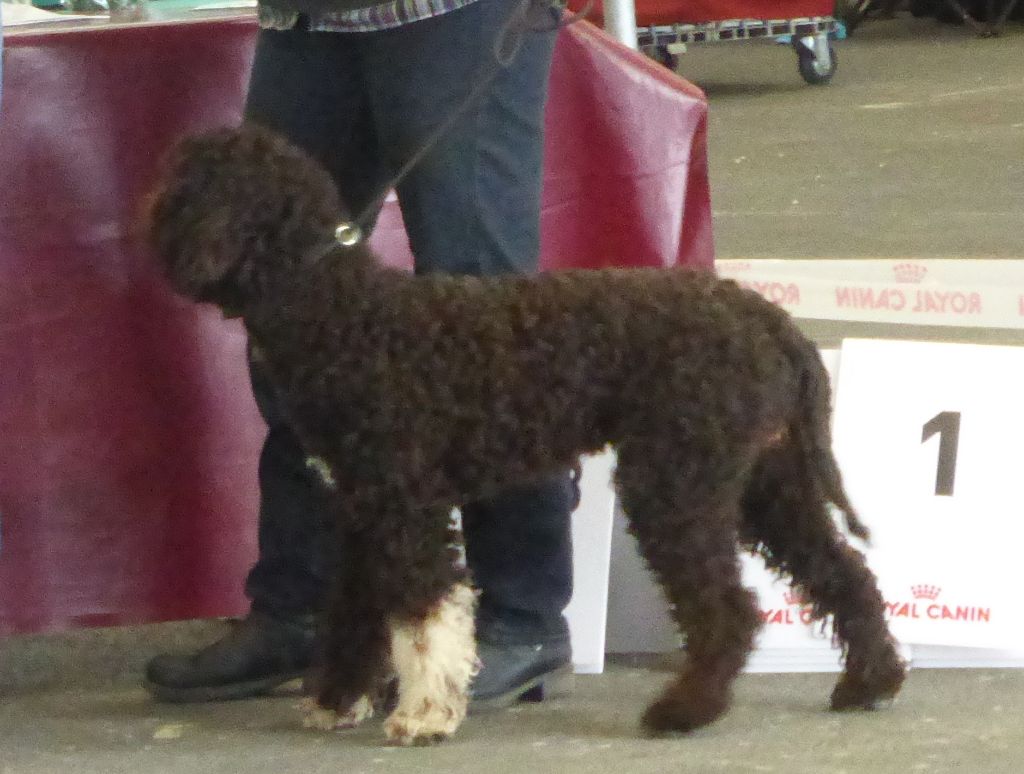 Publication : Du Mas Des Lagottines Auteur : le mas des Lagottines