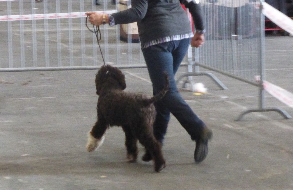 Publication : Du Mas Des Lagottines Auteur : le mas des Lagottines