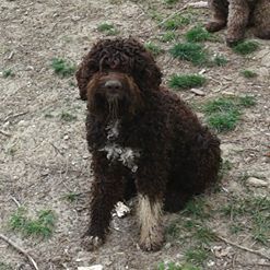 Publication : Du Mas Des Lagottines Auteur : le mas des Lagottines