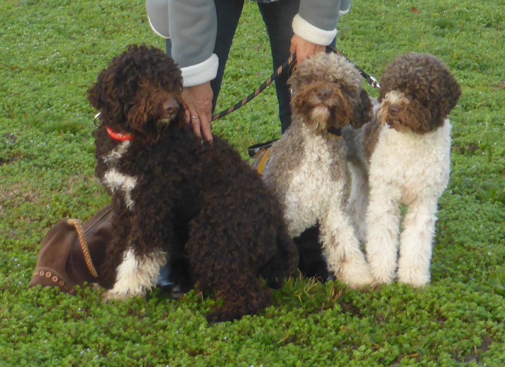 Publication : Du Mas Des Lagottines Auteur : le mas des Lagottines