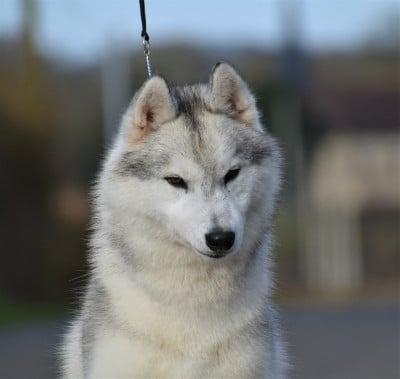 du chalet des edelweiss