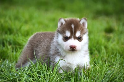 Les chiots de Siberian Husky