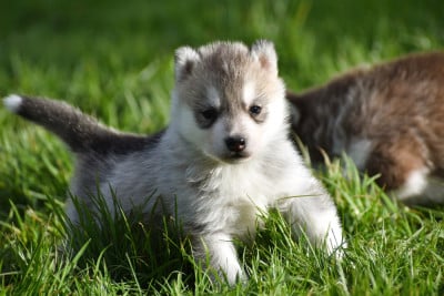 Les chiots de Siberian Husky