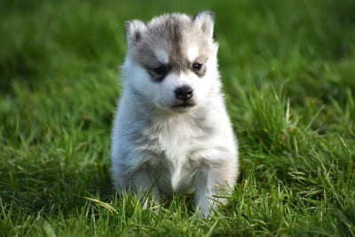 Les chiots de Siberian Husky