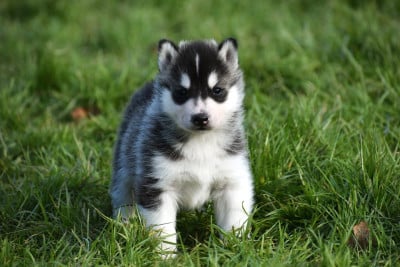 Les chiots de Siberian Husky