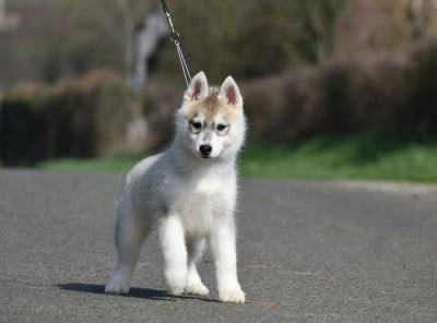 Les chiots de Siberian Husky