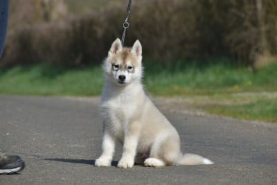 Les chiots de Siberian Husky