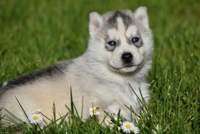 Les chiots de Siberian Husky