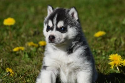 Les chiots de Siberian Husky