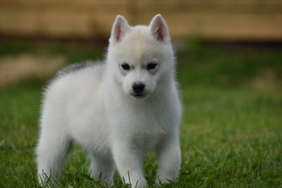 Les chiots de Siberian Husky